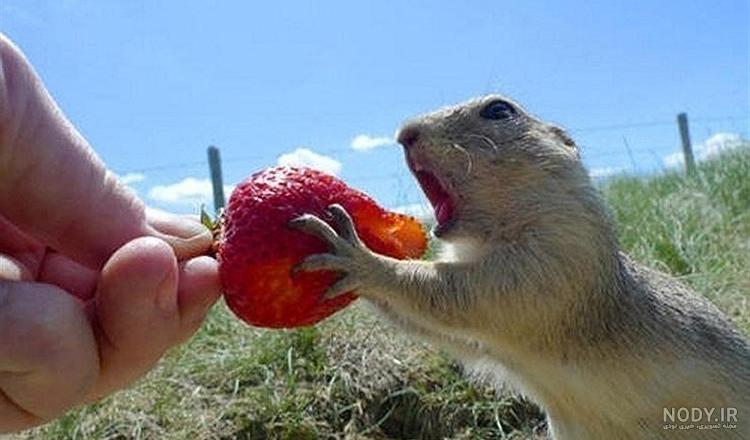 خواستگاری با عذرا خانوم طنز خنده دار عالی خواستگاری با عذرا خانوم طنز خنده دار عالی