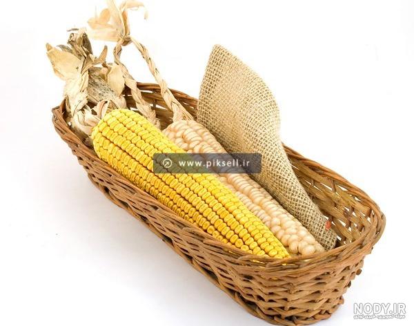خواص گیاه ذرت در محافظت از چشم و افزایش وزن + کاربرد، مضرات، عوارض و طرز استفاده بلال - ایمنا خواص گیاه ذرت در محافظت از چشم و افزایش وزن + کاربرد، مضرات، عوارض و طرز استفاده بلال - ایمنا