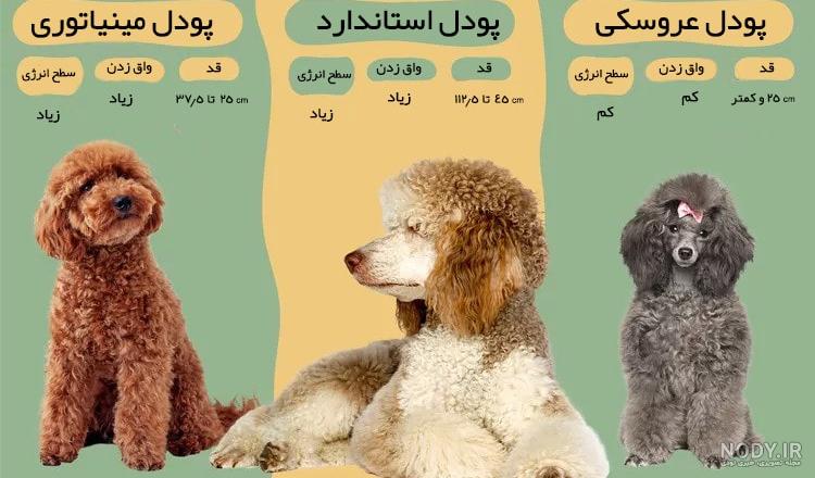 سگ نژاد پودل؛ خاص‌ترین نژاد سگ در دنیا! - پت پرس