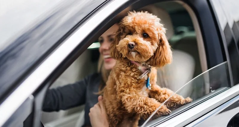 سگ پودل عروسکی (Toy Poodle) – استخوان نارنجی سگ پودل عروسکی (Toy Poodle) – استخوان نارنجی
