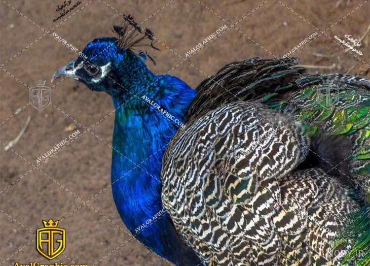 عکس با کیفیت از طاووس سبز و آبی JPEG عکس با کیفیت از طاووس سبز و آبی JPEG