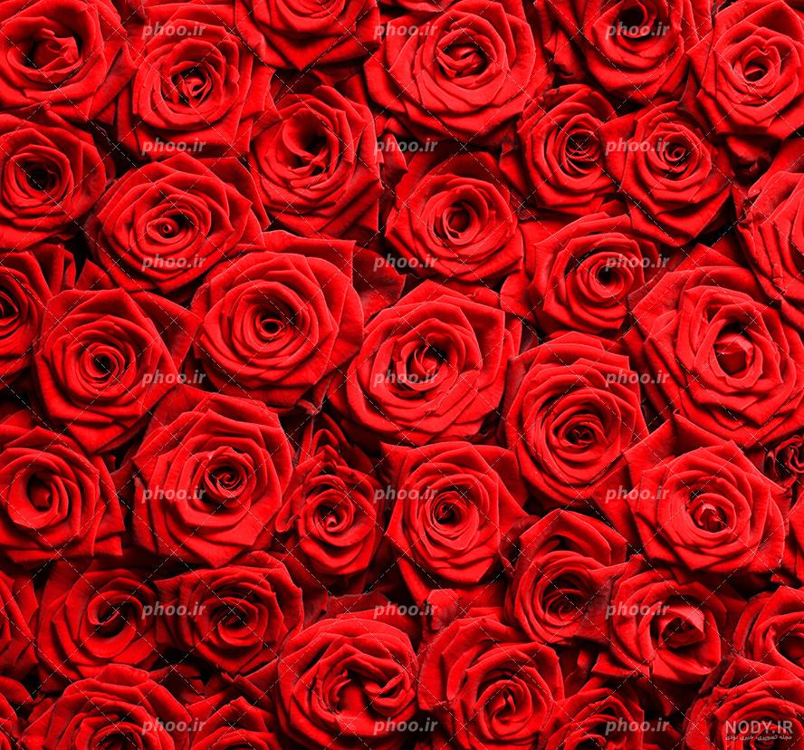 عکس دسته گل رز بزرگ