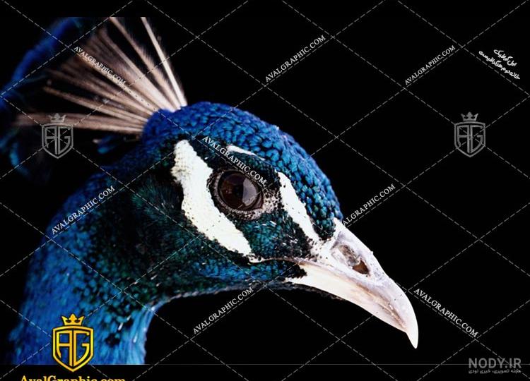 عکس طاووس برای پس زمینه - عکس نودی عکس طاووس برای پس زمینه - عکس نودی