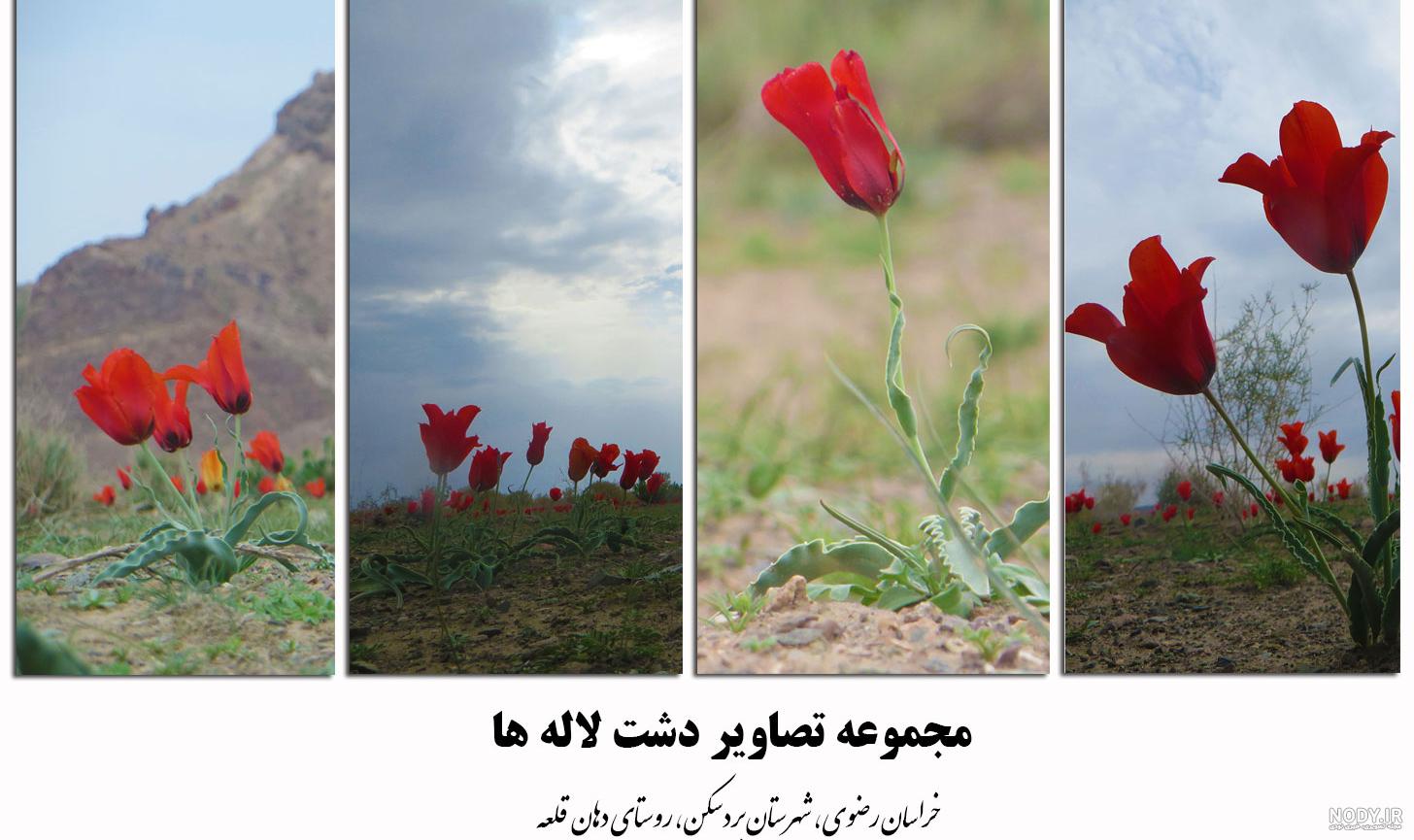 عکس گروه گل لاله