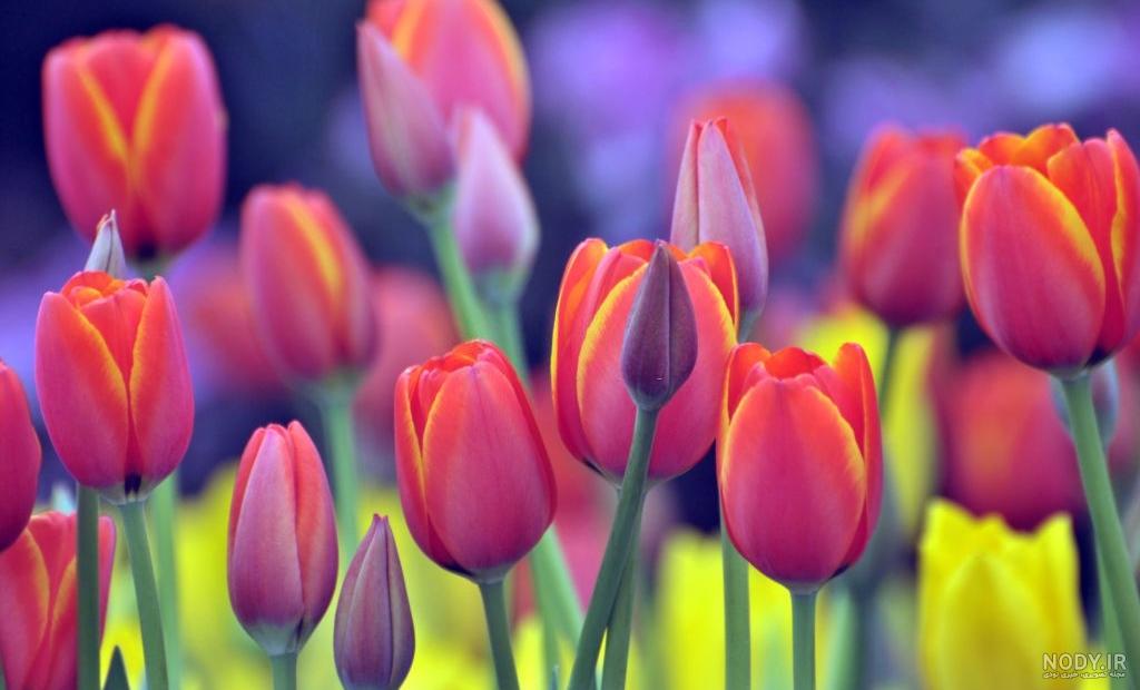 عکس گل لاله ها - عکس نودی
