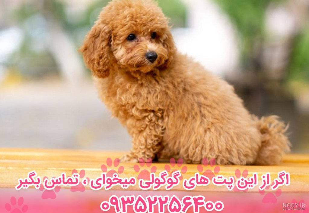 معرفی کامل نژاد سگ پودل poodle dog + نگهداری از سگ پودل مینیاتوری معرفی کامل نژاد سگ پودل poodle dog + نگهداری از سگ پودل مینیاتوری