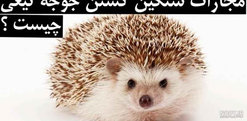 نبرد حیوانات وحشی | هنگام شکار جوجه تیغی توسط مار | حیوانات محیط زیست