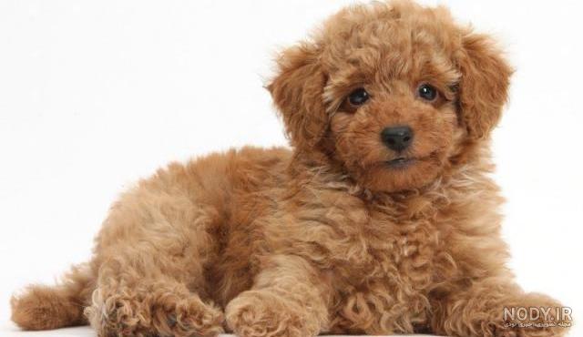 نژاد سگ پودل عروسکی و مینیاتوری Poodle Dog – سایت پامرانین نژاد سگ پودل عروسکی و مینیاتوری Poodle Dog – سایت پامرانین