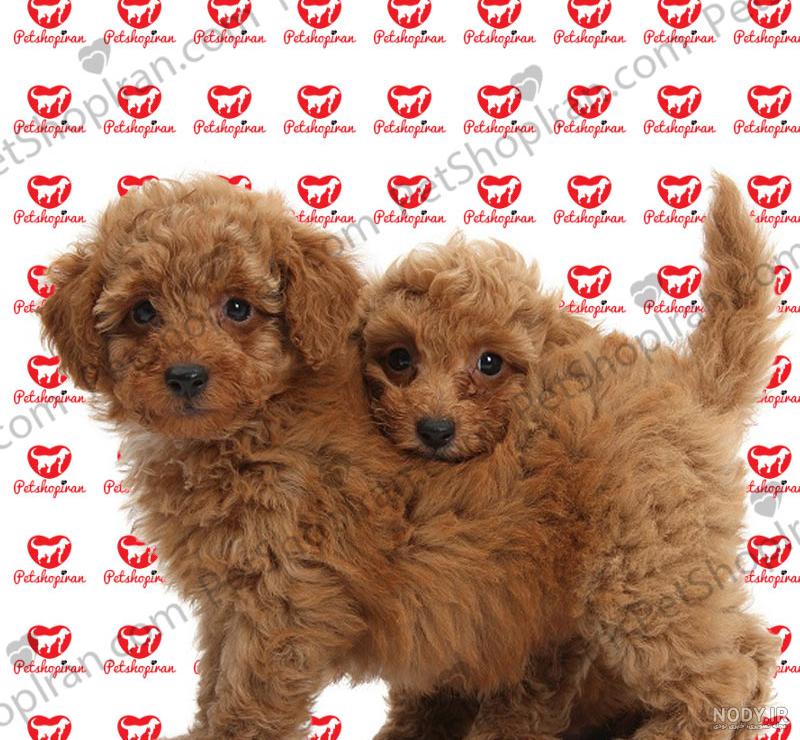 نژاد سگ پودل مینیاتوری (Poodle - Miniature) عکس و ویدیو نژاد سگ پودل مینیاتوری (Poodle - Miniature) عکس و ویدیو