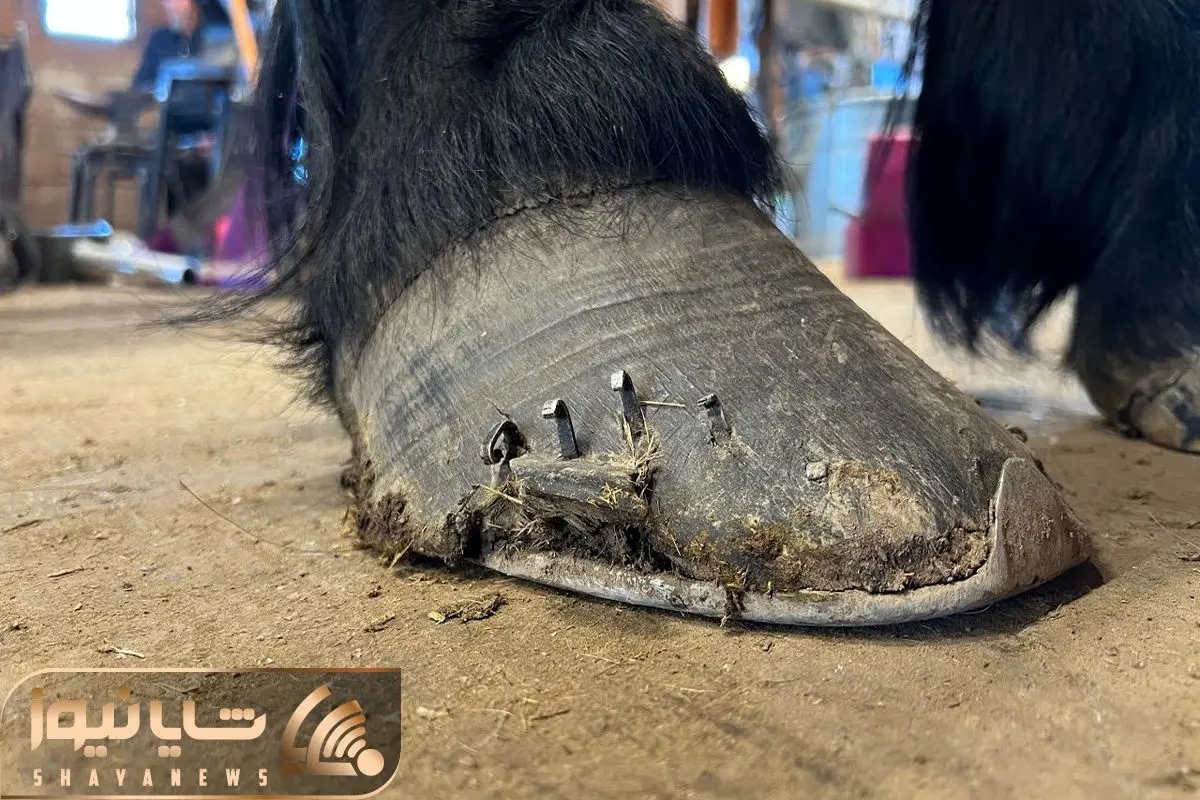ویدئو) قلدربازی عجیب «اسب آبی» غول پیکر برای 7 شیر جوان ویدئو) قلدربازی عجیب «اسب آبی» غول پیکر برای 7 شیر جوان