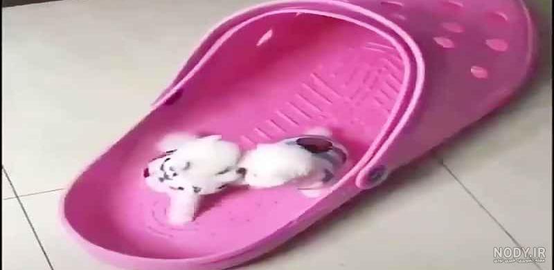 گالری عکس سگ های بامزه در رنگ‌ها و نژادهای مختلف - ستاره