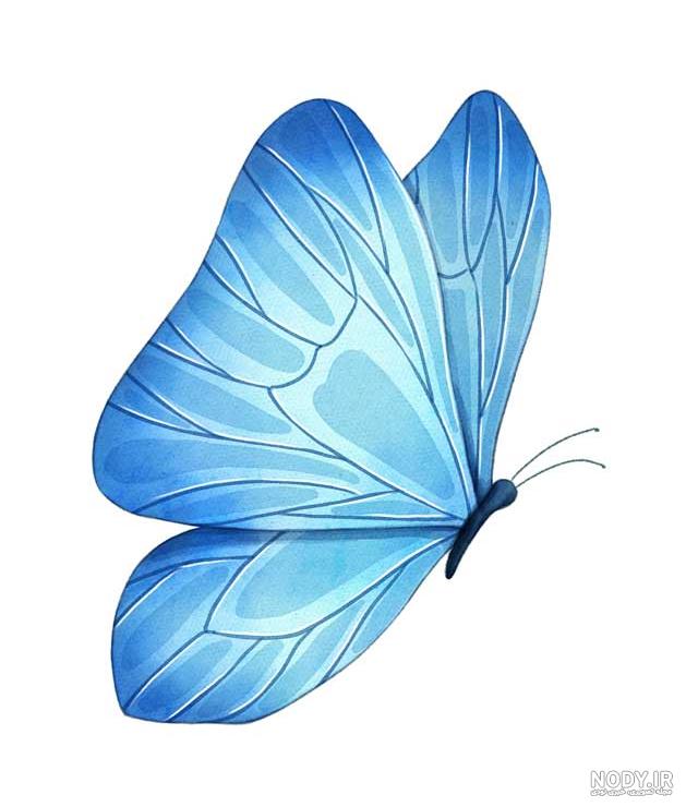 گلبهی و پروانه آبی گلبهی و پروانه آبی