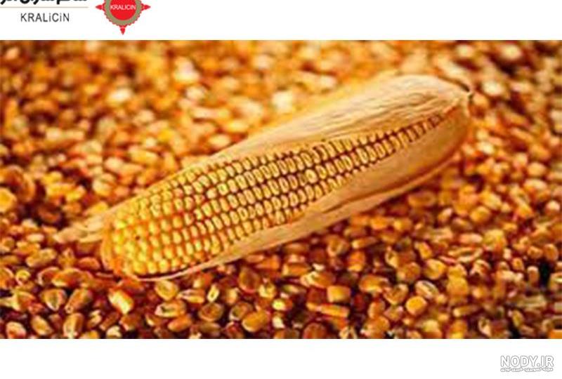 یک روش خوشمزه برای آب‌پز کردن ذرت - همشهری آنلاین