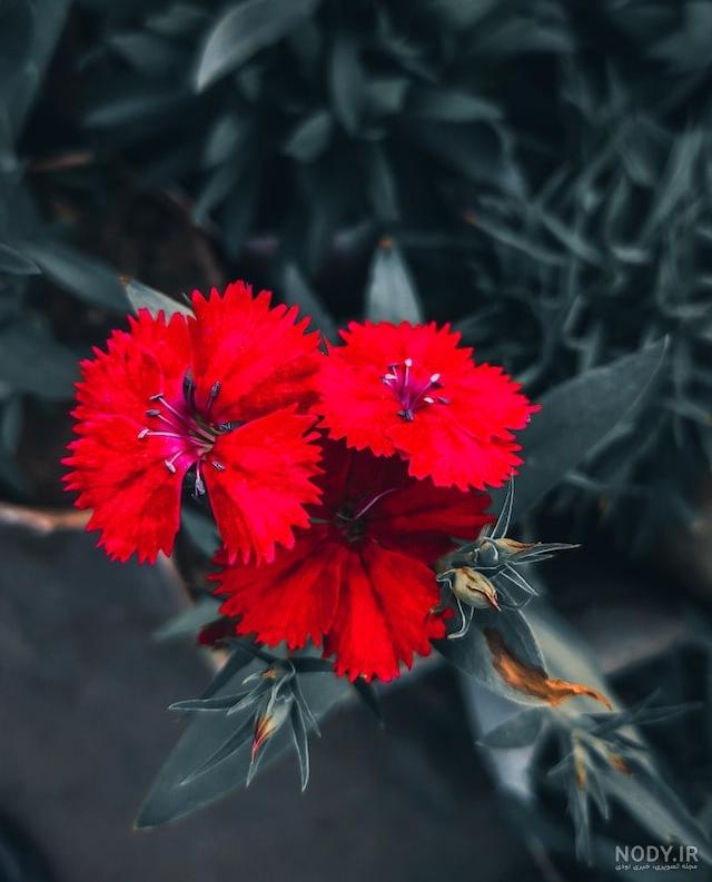 50 عکس گل و پروفایل گل زیبا برای واتساپ و تلگرام - Tjoor 50 عکس گل و پروفایل گل زیبا برای واتساپ و تلگرام - Tjoor