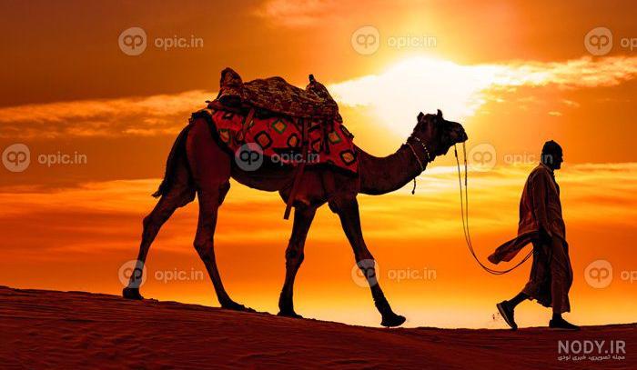 آموزش نقاشی شتر | فیلم نقاشی شتر مناسب کودکان | وولک آموزش نقاشی شتر | فیلم نقاشی شتر مناسب کودکان | وولک