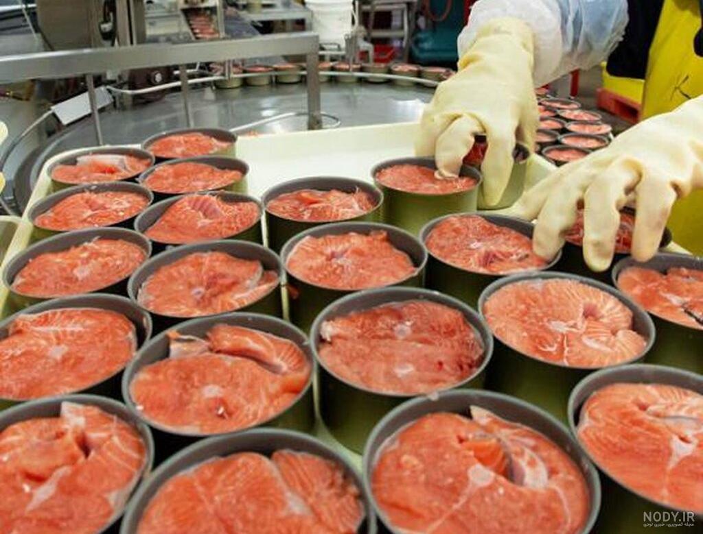 انواع ماهی تن ماهی و طرز تهیه ماهی تن در ایران | ماهی تن در جنوب