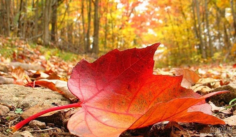 عکاسی پاییزی در فضای باز - مای باران