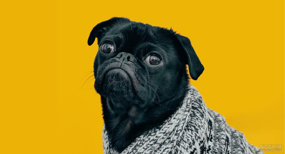 عکس و خصوصیات سگ پاگ pug​