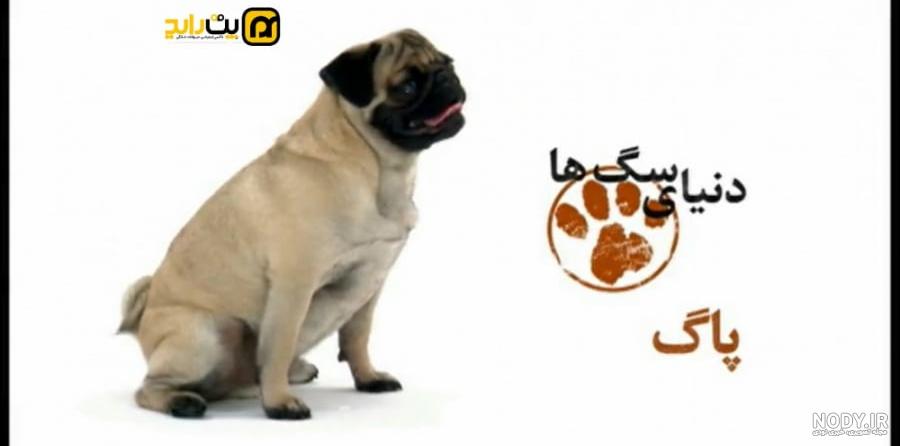 عکس سگ های نژاد پاگ
