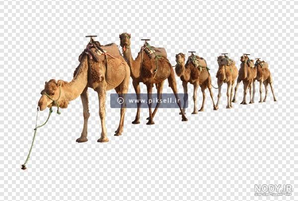 عکس شتر نقاشی ساده عکس شتر نقاشی ساده