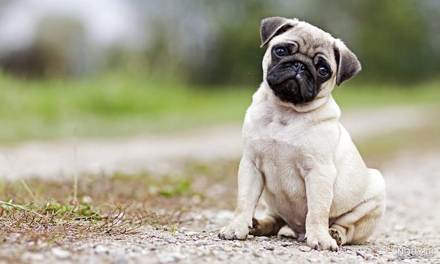 معرفی سگ نژاد پاگ - Pug - مجله پت سانی