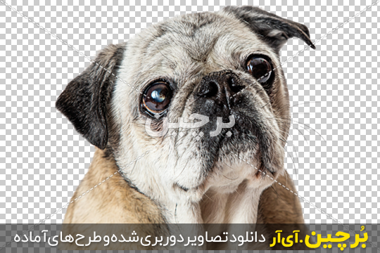 ویژگی‌های سگ پاگ - kindwell - طراحی پکیج های اختصاصی و منحصر به فرد سگ شما  با کایندول