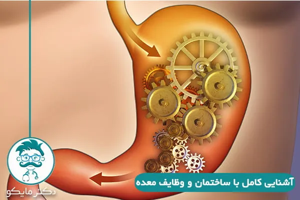 آناتومی دیواره قدامی شکم آناتومی دیواره قدامی شکم