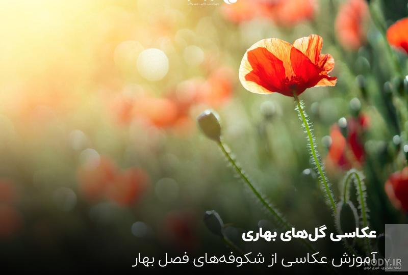 استوری بهاری 1403 | عکس پروفایل فصل بهار استوری بهاری 1403 | عکس پروفایل فصل بهار