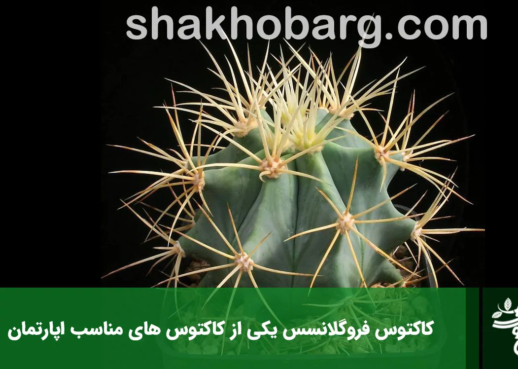 انواع کاکتوس و شرایط نگهداری آن +معرفی انواع کاکتوس به همراه عکس انواع کاکتوس و شرایط نگهداری آن +معرفی انواع کاکتوس به همراه عکس