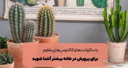 بهترین نوع کاکتوس برای خانه + روش نگهداری - خبرگزاری آنا بهترین نوع کاکتوس برای خانه + روش نگهداری - خبرگزاری آنا