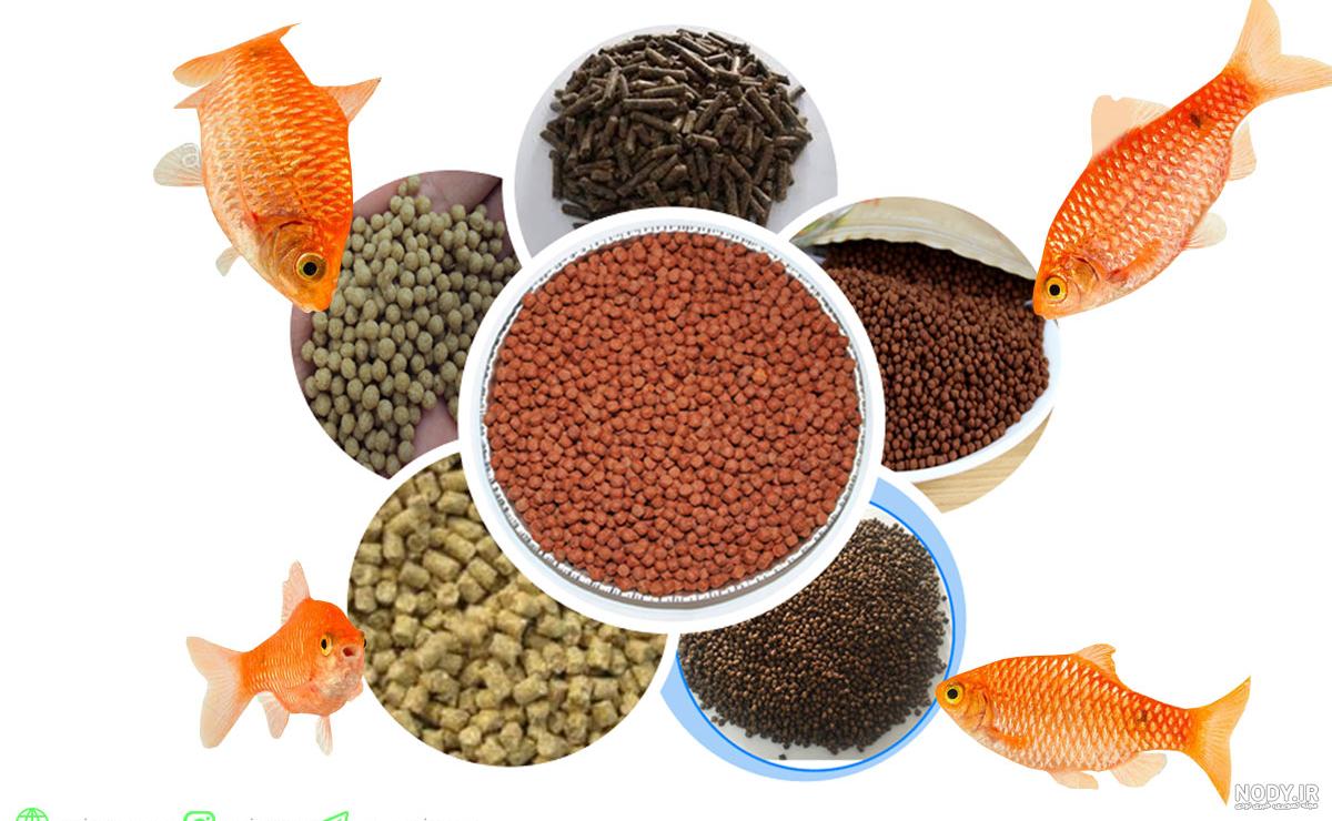 دانلود عکس غذای ماهی دانلود عکس غذای ماهی