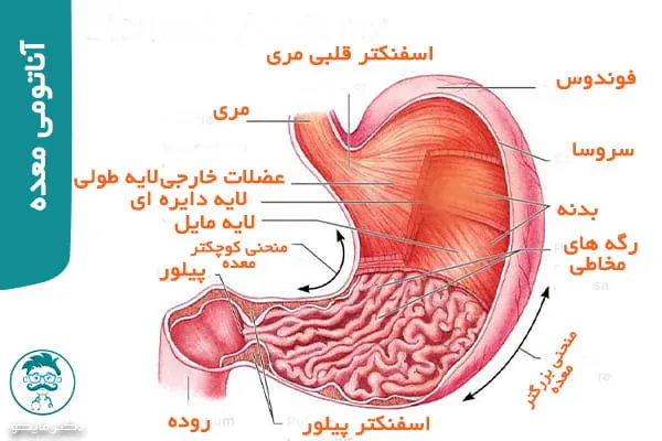 درمان رفلاکس معده با لاپاراسکوپی در کرج | رفلاکس معده + عکس - دکتر محمدجواد باقری درمان رفلاکس معده با لاپاراسکوپی در کرج | رفلاکس معده + عکس - دکتر محمدجواد باقری