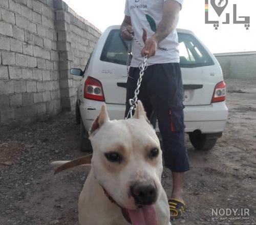 سگ امریکن پیت بول تریر (American Pit Bull Terrier) | ماکی دام