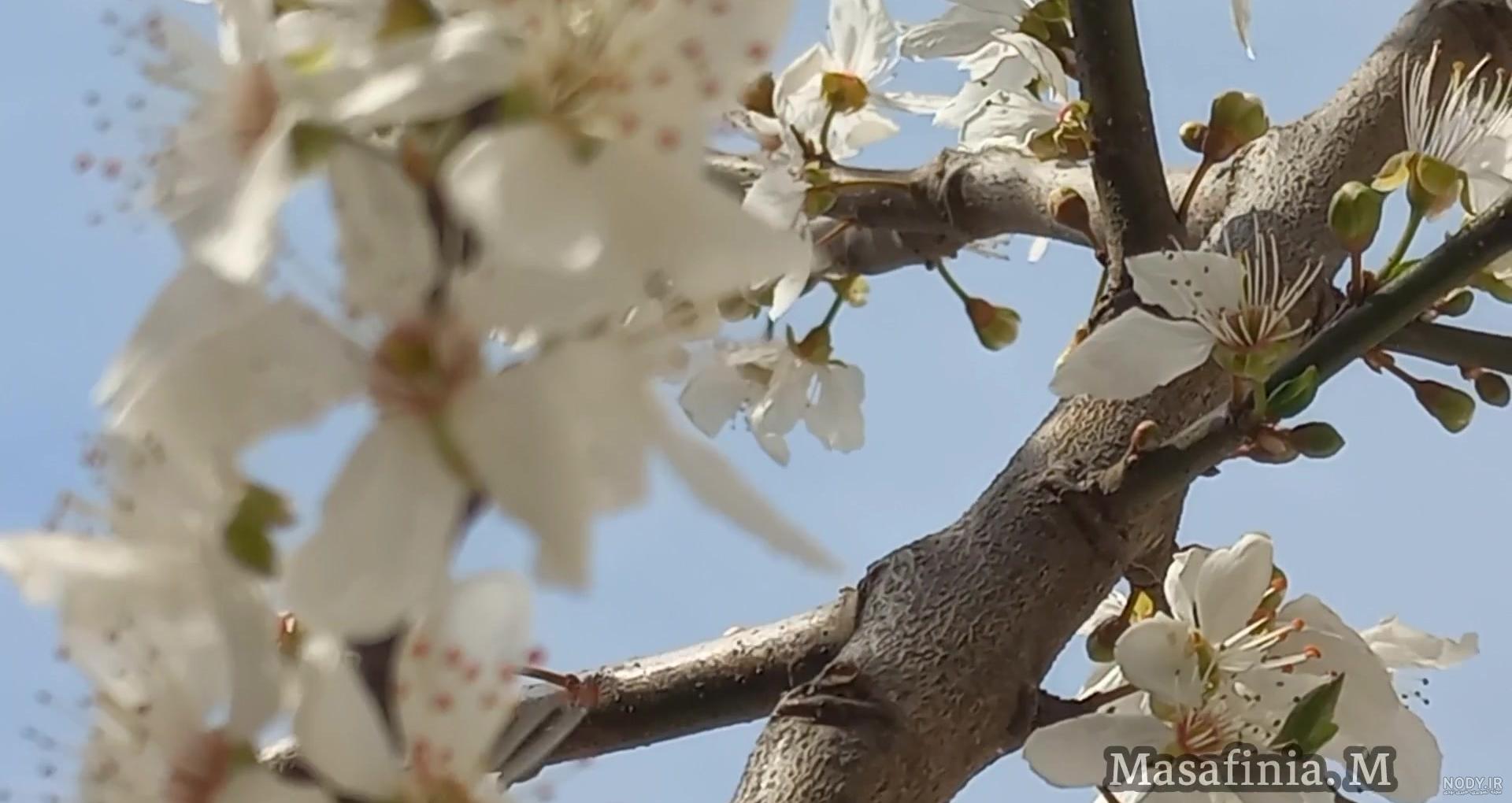 عکس بهار برای استوری عکس بهار برای استوری