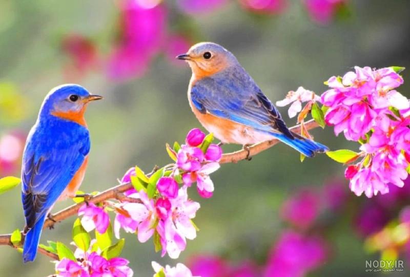 عکس نوشته های بهاری برای پروفایل شاد و خاص | اشعار و متن عاشقانه بهار عکس نوشته های بهاری برای پروفایل شاد و خاص | اشعار و متن عاشقانه بهار