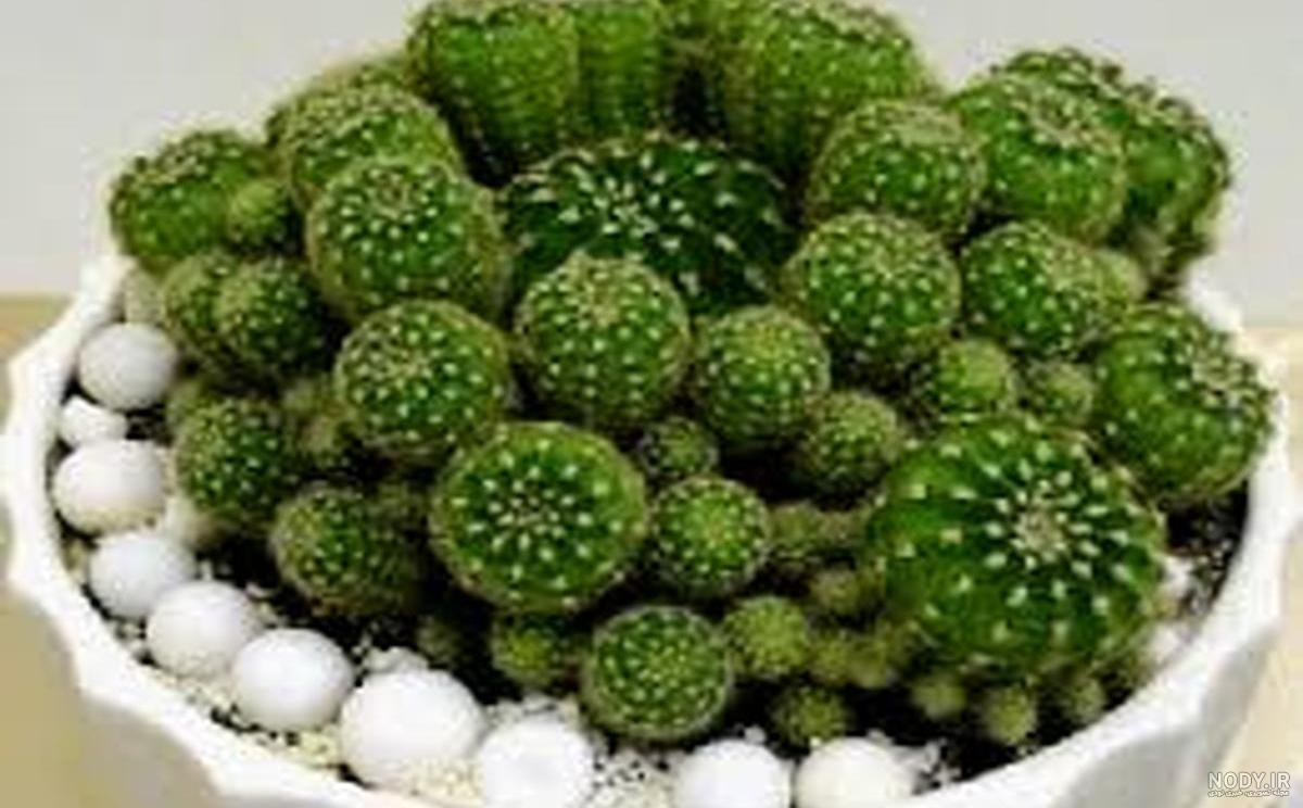 عکس هایی از زیباترین کاکتوس های آپارتمانی و زینتی برای نگهداری در منزل عکس هایی از زیباترین کاکتوس های آپارتمانی و زینتی برای نگهداری در منزل