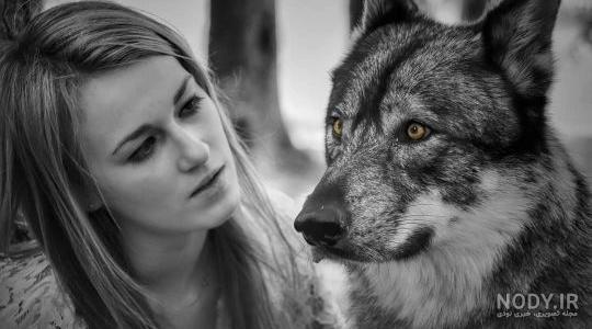 عکس گرگ🐺دانلود بهترین عکسهای گرگ وحشی با کیفیت 4k عکس گرگ🐺دانلود بهترین عکسهای گرگ وحشی با کیفیت 4k