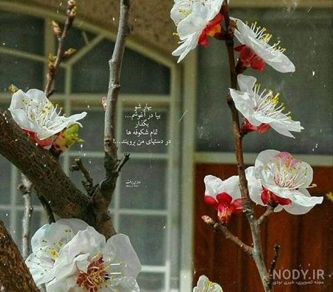 متن زیبا در مورد بهار برای استوری متن زیبا در مورد بهار برای استوری