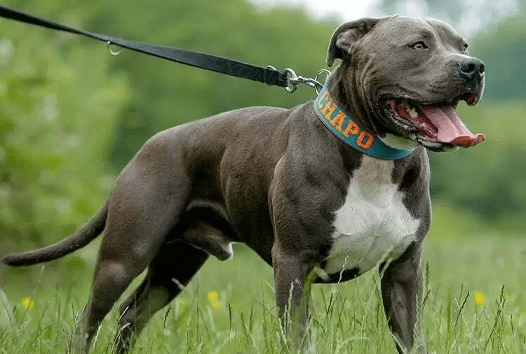 نژاد سگ بول تریر (Bull Terrier) عکس و ویدیو