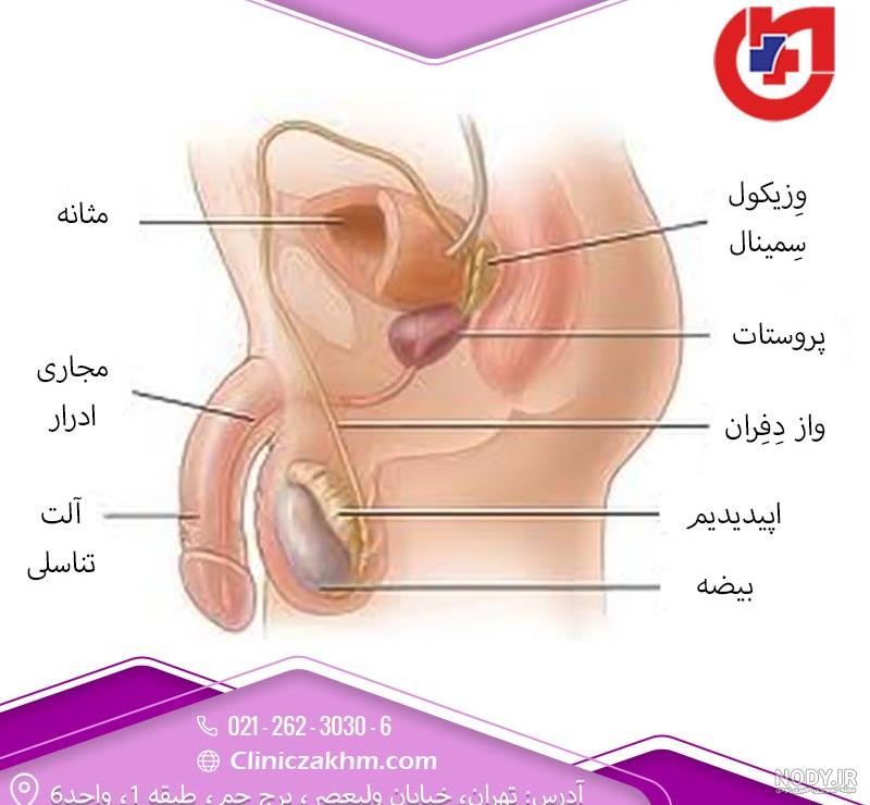 20 عکس زگیل تناسلی زنان و مردان + بیماریهای مشابه زگیل | کلینیک زارعی 20 عکس زگیل تناسلی زنان و مردان + بیماریهای مشابه زگیل | کلینیک زارعی