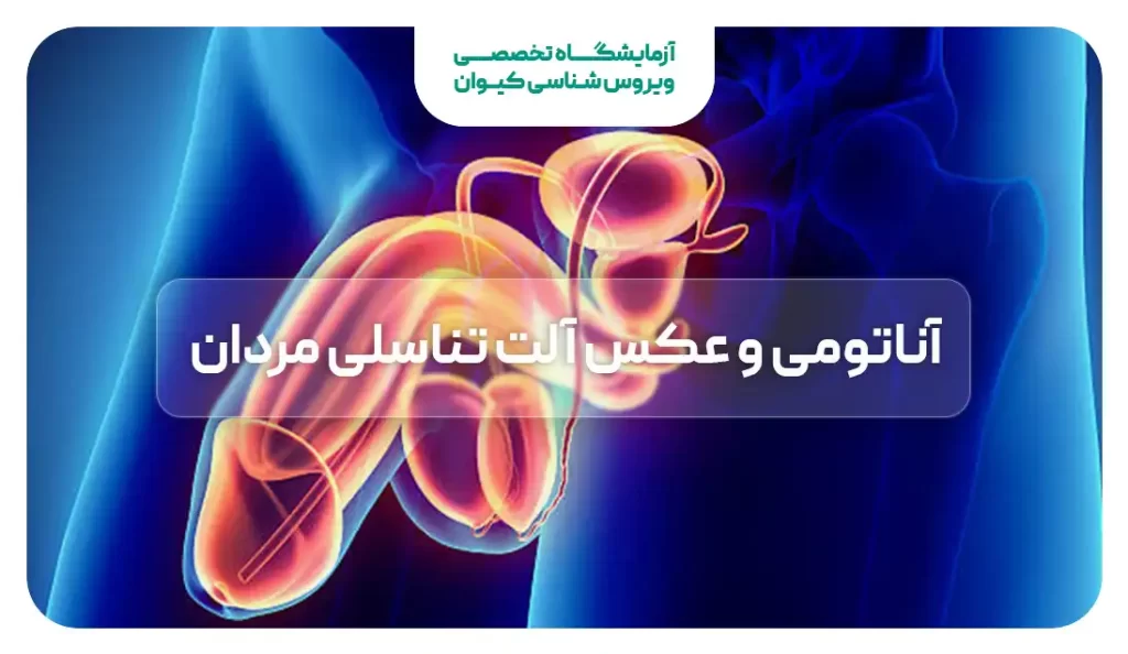 آشنایی با دستگاه تناسلی زنان - مجله تصویر زندگی آشنایی با دستگاه تناسلی زنان - مجله تصویر زندگی