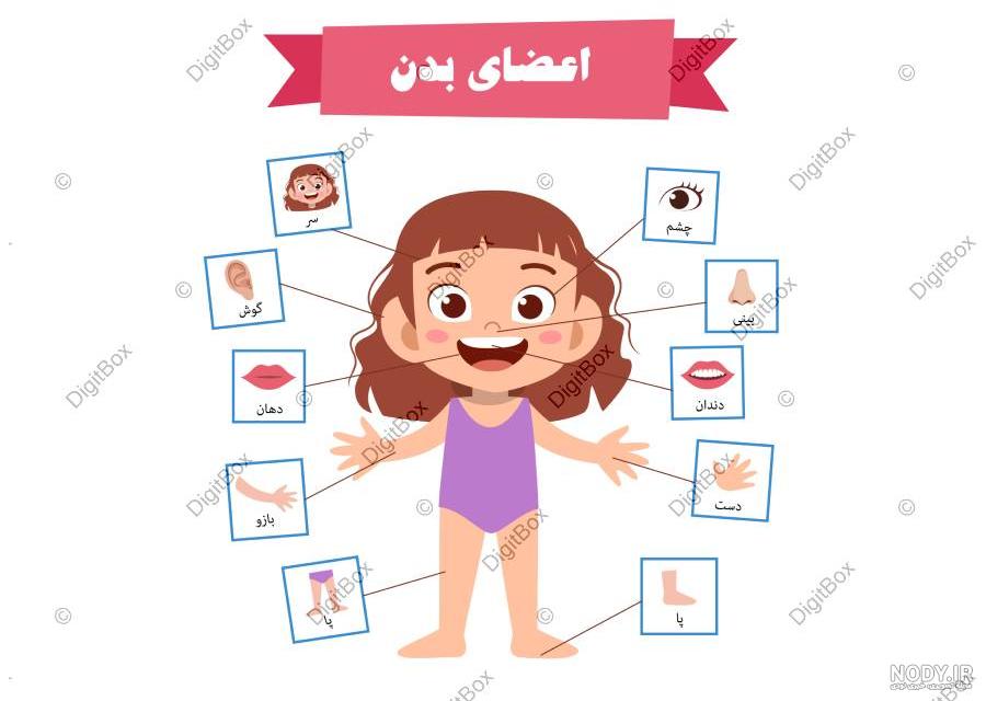 آناتومی دستگاه تناسلی زنان - دکتر شیوا مدنی حسینی جراح و فوق تخصص زیبایی زنان