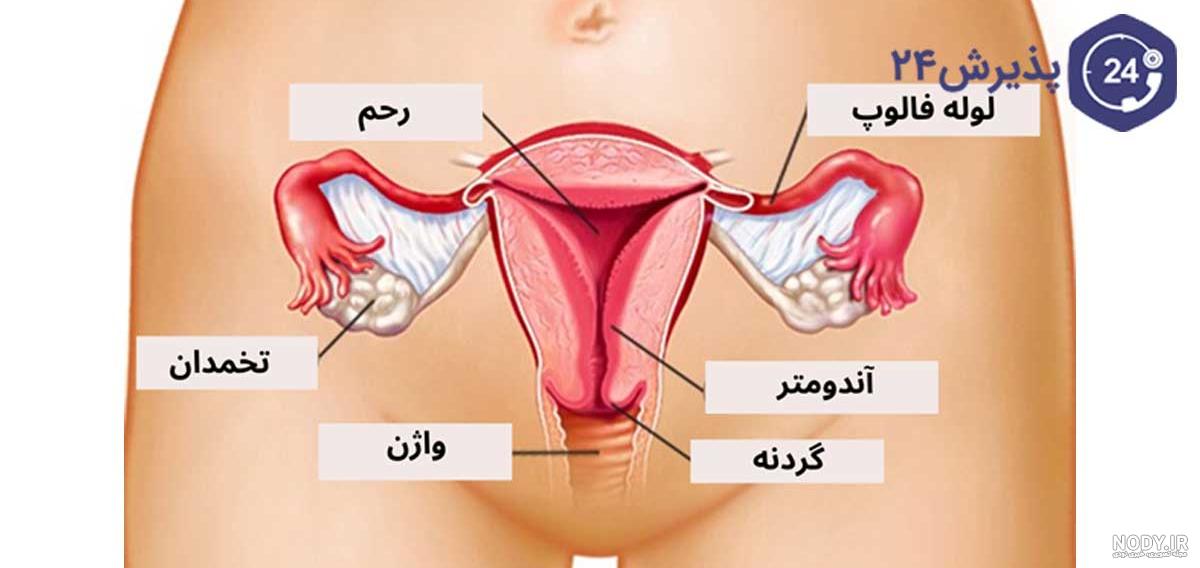 آناتومی رحم، چگونگی عملکرد و بیماری‌های رحم - درمانکده
