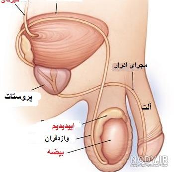 اسم تمام اعضای بدن را به انگلیسی یاد بگیرید + ویدیو - فست زبان