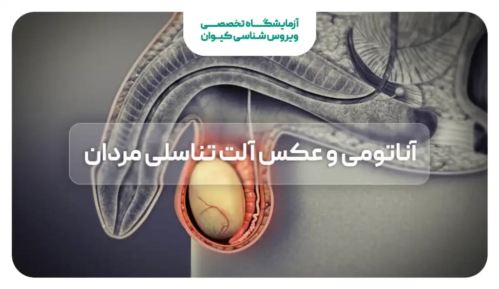 بررسی ساختار آلت تناسلی مردانه در عکس بررسی ساختار آلت تناسلی مردانه در عکس