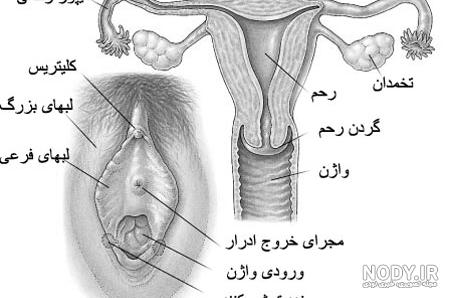درمان فیستول در زنان (واژن)؛ عکس فیستول وزیکو واژینال | کلینیک زارعی