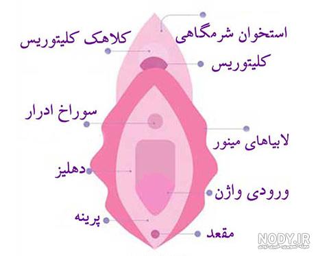 زگیل تناسلی چیست؟ + عکس واقعی | دکتر امیر سلیمانی زگیل تناسلی چیست؟ + عکس واقعی | دکتر امیر سلیمانی