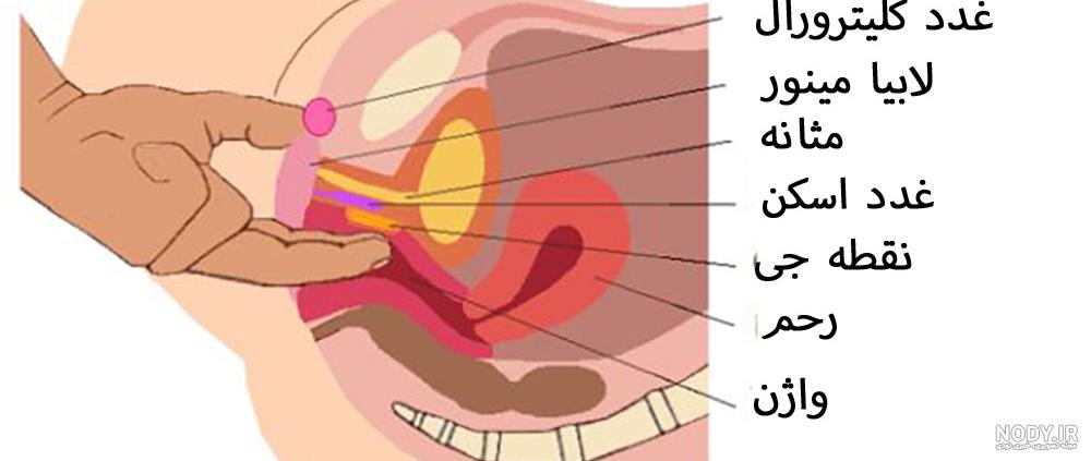 عکس اعضای بدن زن با اسم انگلیسی