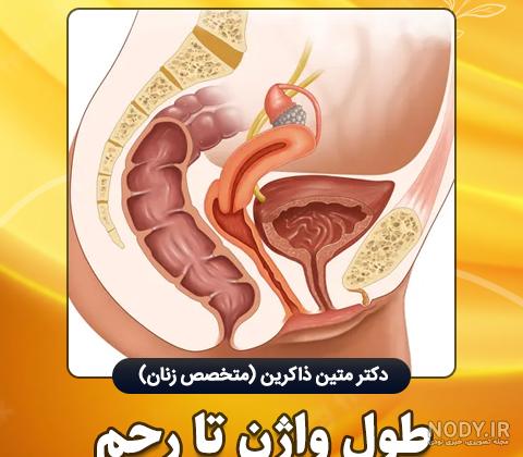 عکس اعضای بدن زن با اسم فارسی