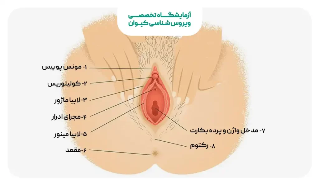 عکس اعضای بدن زن با اسم فیلم